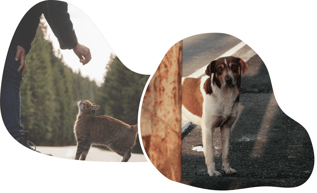 Pet ritrovato