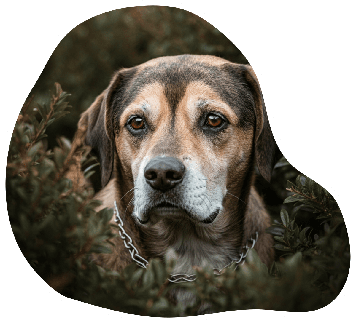 Ritratto di un cane con espressione triste