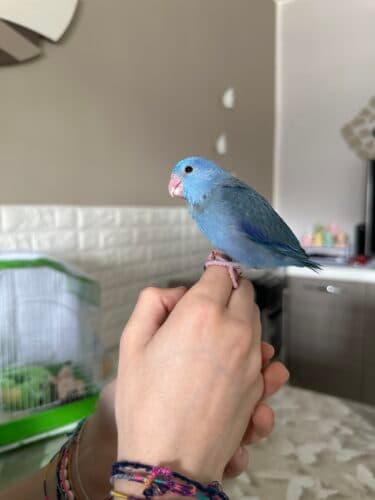 Blu - Immagine 1