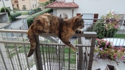 Treccina - Immagine 1