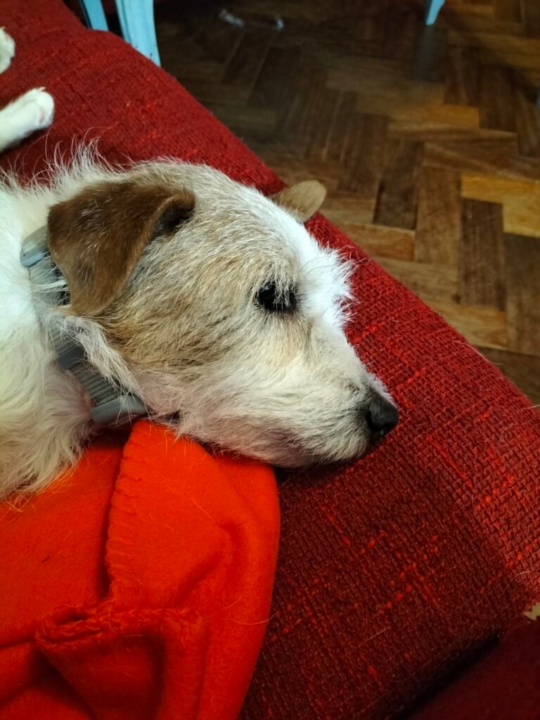 Giulia - Miniatura 2