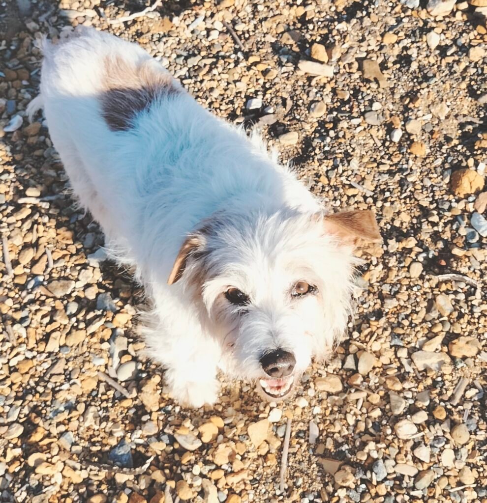 Giulia - Miniatura 4