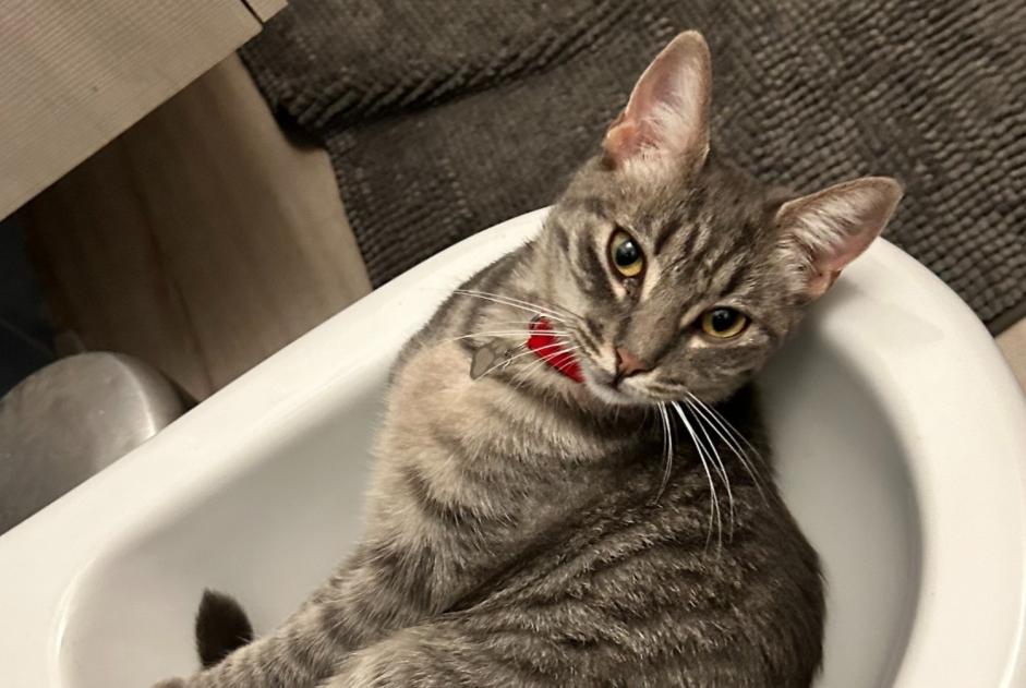 Sconosciuto - Immagine 1