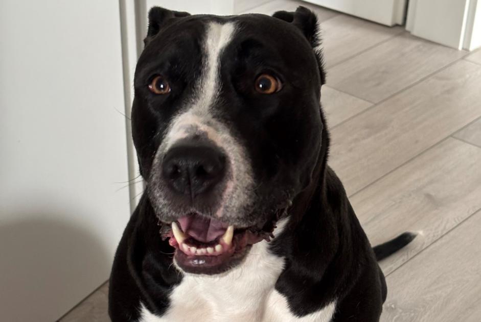 Sconosciuto - Immagine 1