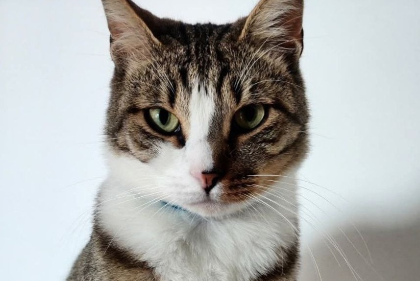 Sconosciuto - Immagine 1