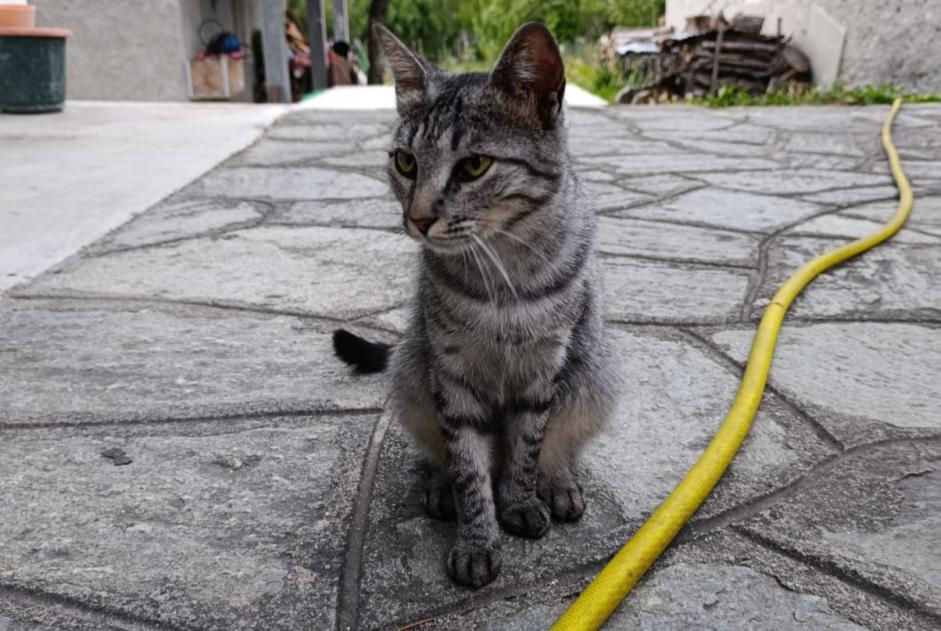 Sconosciuto - Immagine 1