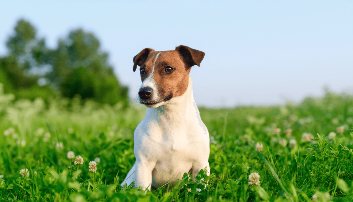 Jack Russell Terrier seduto in un prato verde con espressione attenta e vivace