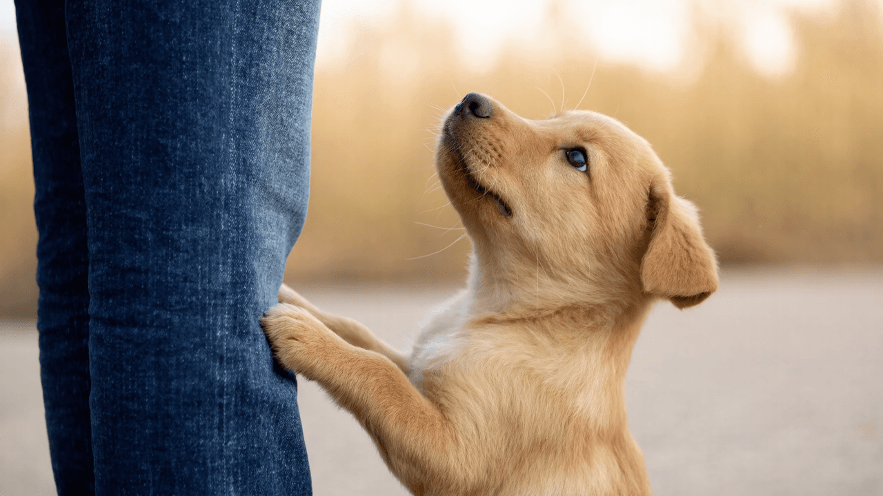 Cane che mostra comportamento di monta verso la gamba del proprietario