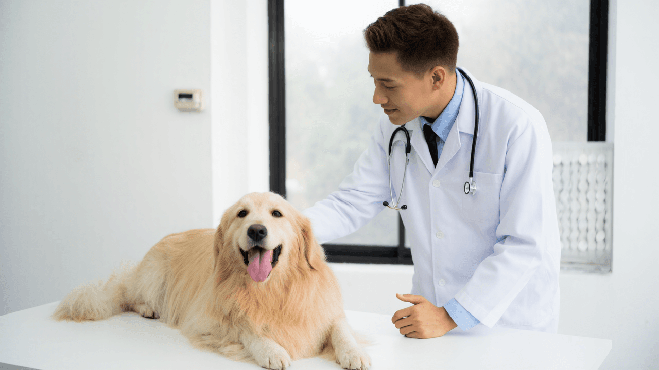 Veterinario che controlla un cane per i sintomi del colpo di calore