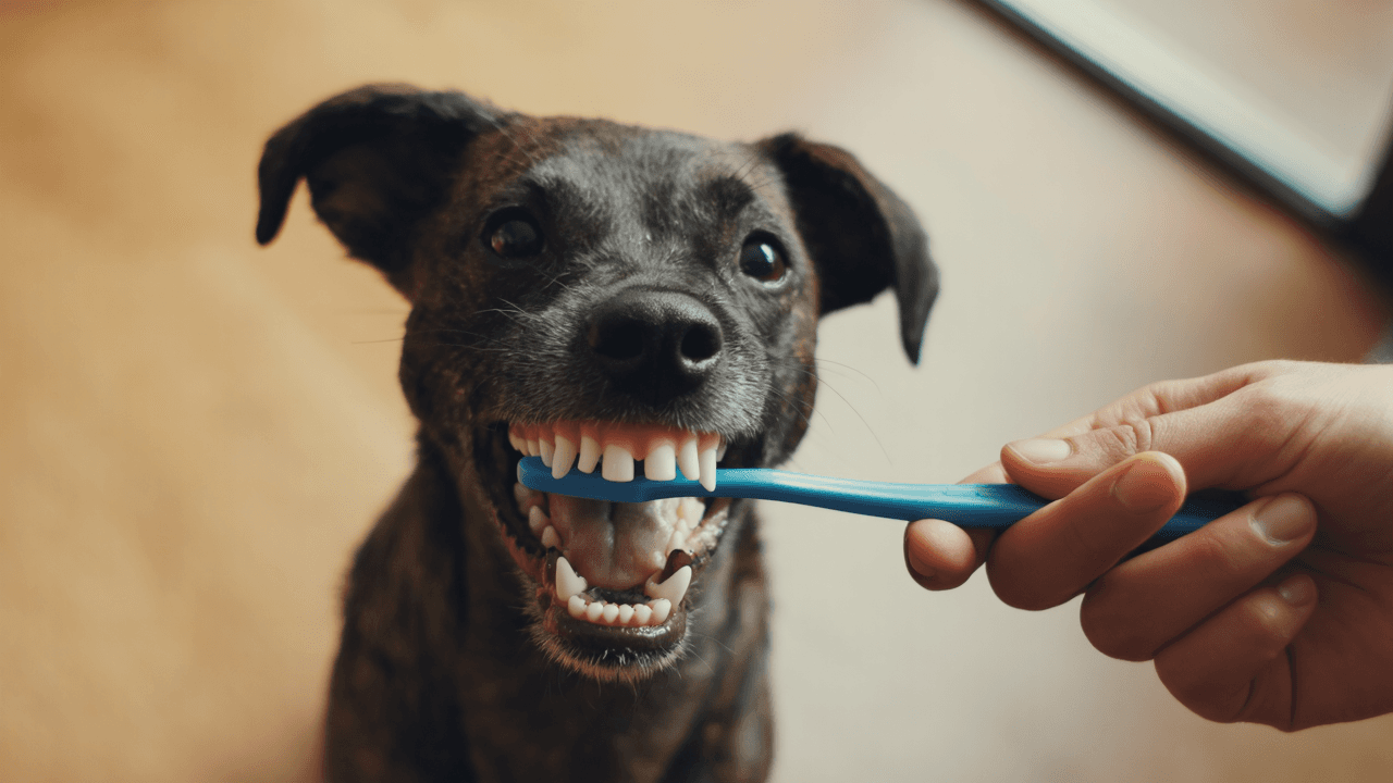 Cane felice durante la pulizia dei denti con spazzolino speciale per animali