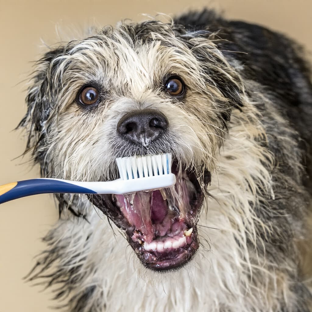 Cane che si fa lavare i denti con uno spazzolino specifico per animali