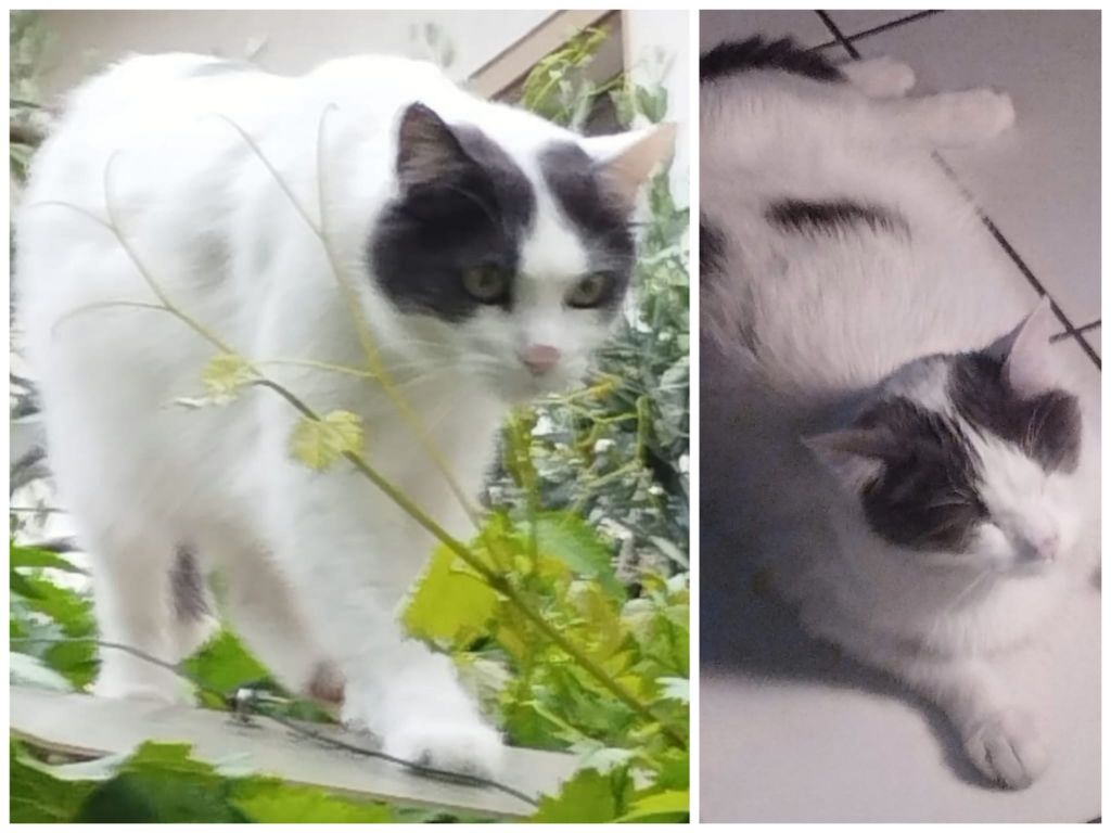 Gastone - Immagine 1