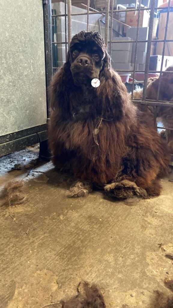 MARTINO - Immagine 1