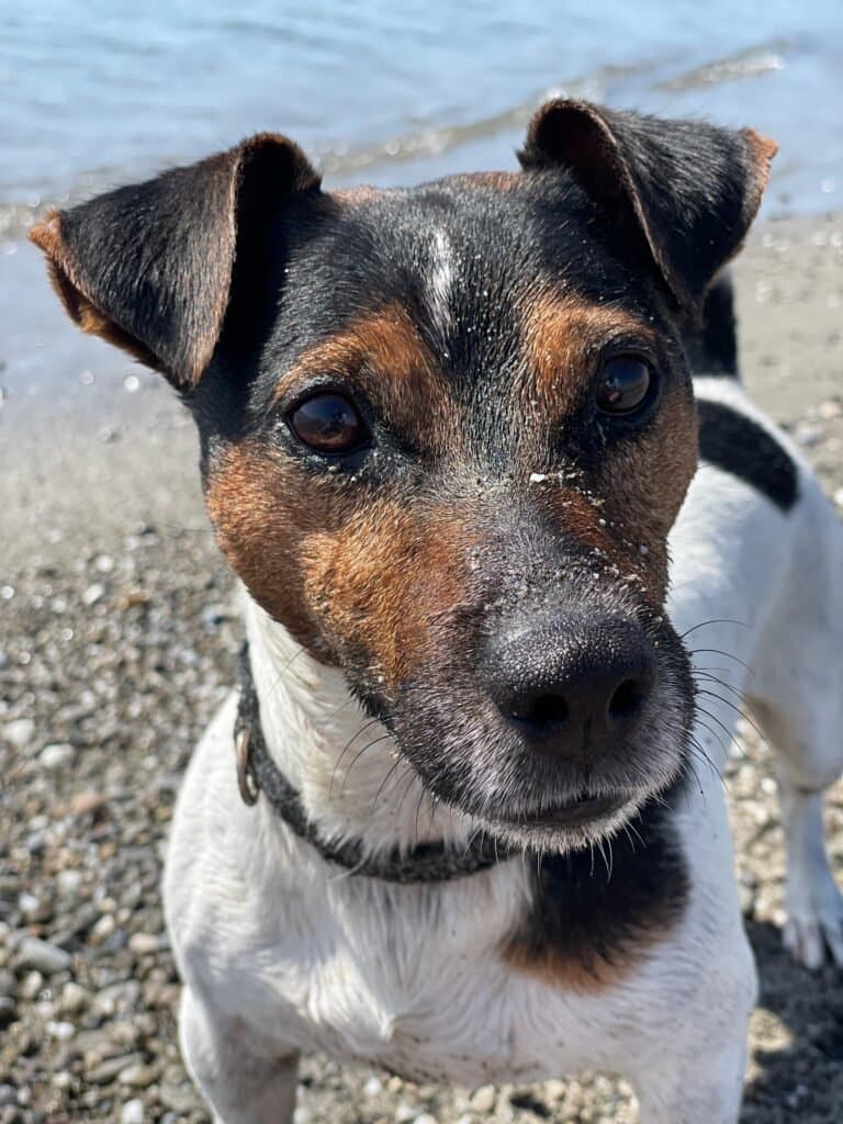 Foto di Brio